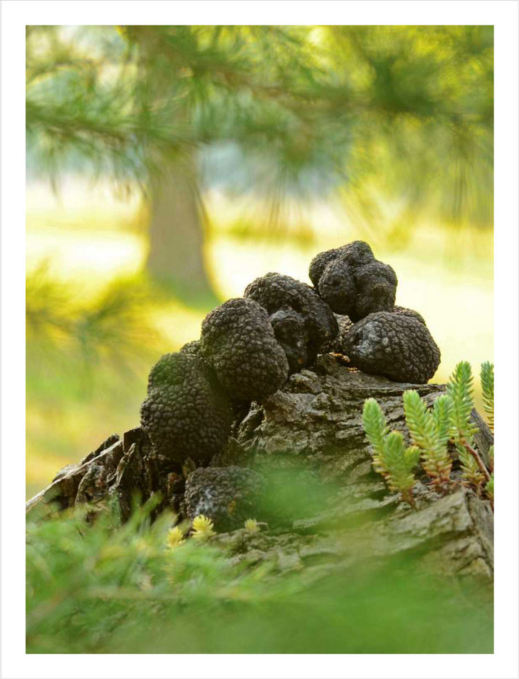 黑松露菌块菌truffle云南野生菌珍品一斤500克